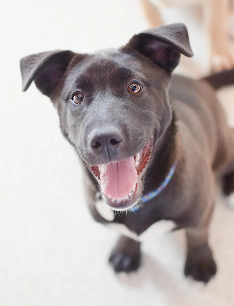 A baby medium-sized female Bicolor Black Labrador Retriever dog named Fabrizia for adoption in Pontiac, MI