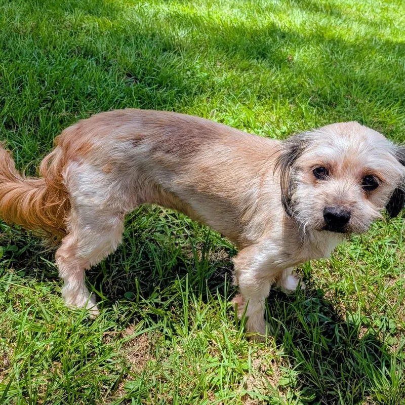 An adult small-sized female Brown / Chocolate Havanese dog named Bella Robin for adoption in Houston, TX