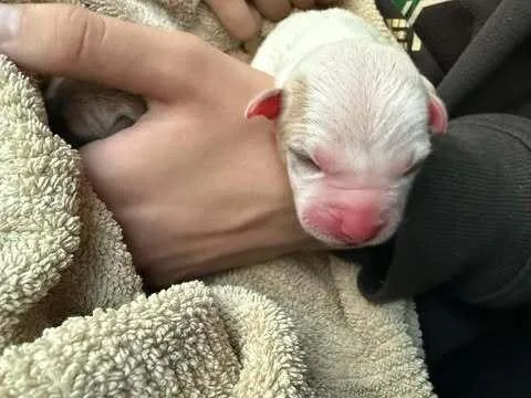 A baby small-sized male Pit Bull Terrier dog named Bottle Babies Pup for adoption in Dallas, TX
