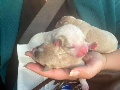 Bottle Babies Pup thumbnail 2