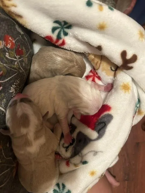 Bottle Babies Pup thumbnail 3