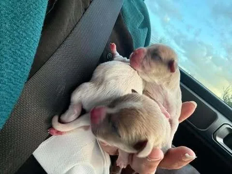 Bottle Babies Pup thumbnail 4