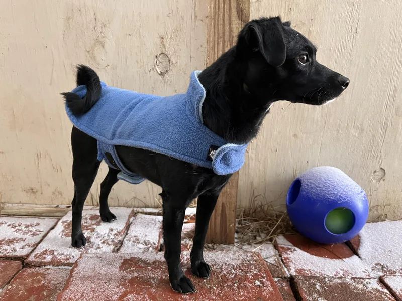 A young small-sized female Black Puggle dog named Shania for adoption in Wilmington, VT