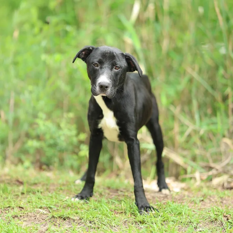 An adult medium-sized male Black Labrador Retriever dog named Journey for adoption in Lucedale, MS