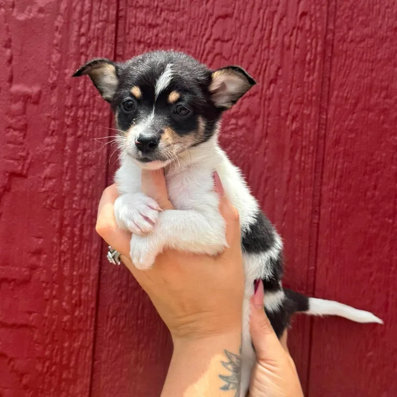A baby small-sized female Pomeranian dog named Pearl for adoption in Crosby, TX