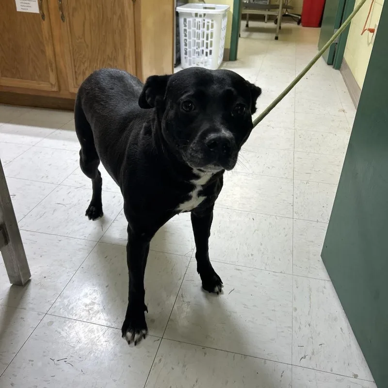 An adult medium-sized female Black Terrier dog named Daisy for adoption in Lewisburg, WV