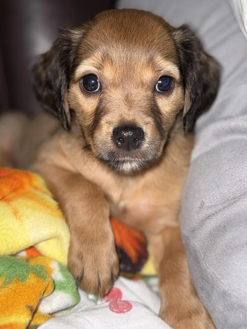 A baby medium-sized female Terrier dog named Chess for adoption in Hillside, IL