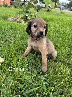 Chess thumbnail 3