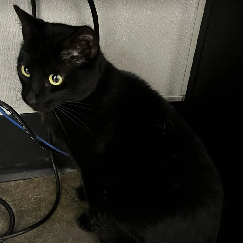 An adult large-sized female Black Domestic Short Hair cat named Mushie for adoption in Tampa, FL