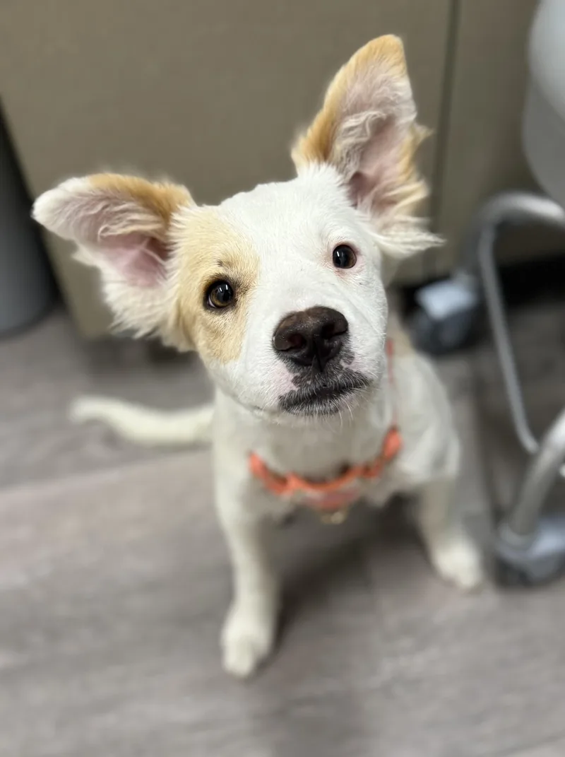 A baby medium-sized female Apricot / Beige Border Collie dog named Teagan for adoption in Los Alamitos, CA