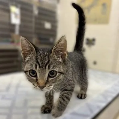 A baby medium-sized male Tabby (Brown / Chocolate) Domestic Short Hair cat named Cory for adoption in Columbia, MD
