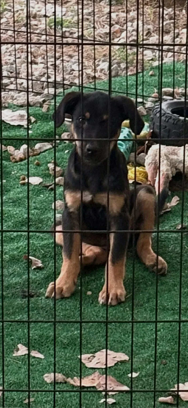 A baby medium-sized male Black Mixed Breed dog named Shadow for adoption in Joshua, TX
