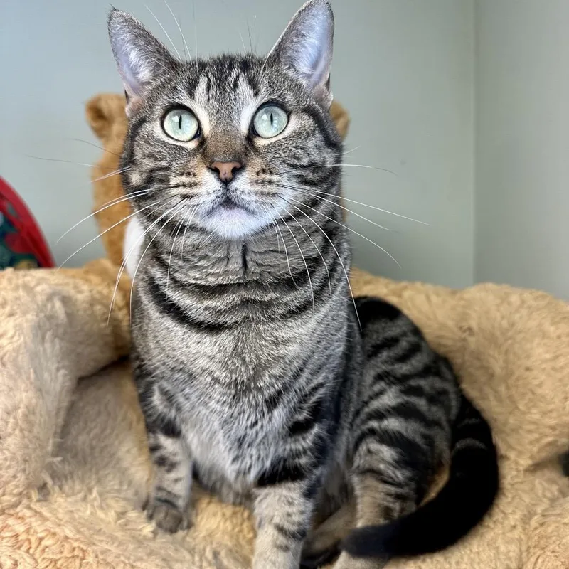 An adult medium-sized female Brown / Chocolate Domestic Short Hair cat named Daiya for adoption in Davenport, IA