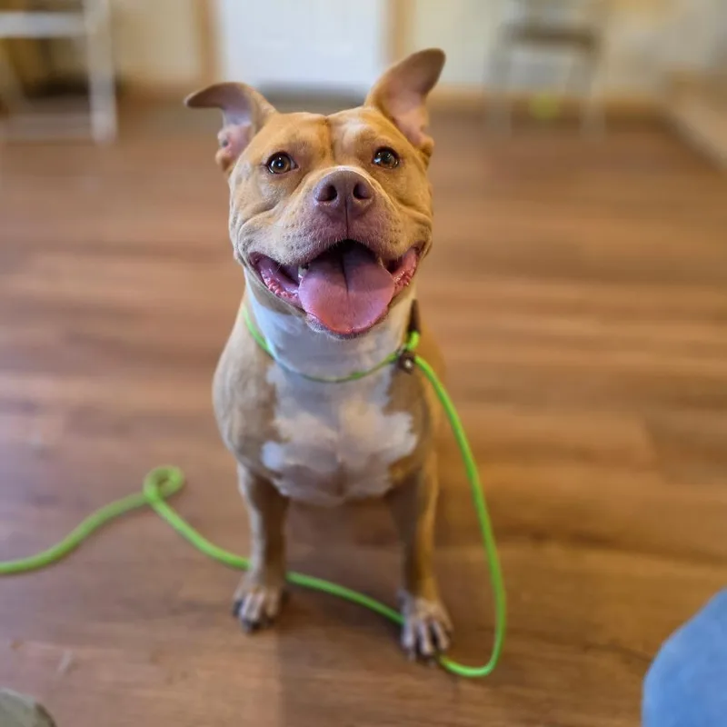 An adult large-sized female American Staffordshire Terrier dog named Brigid for adoption in Easton, PA