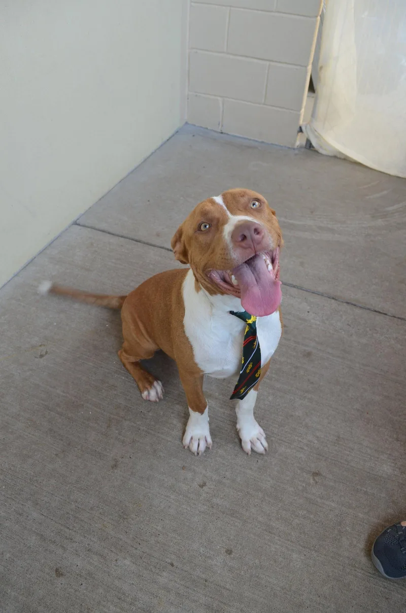 A young large-sized male Pit Bull Terrier dog named Blaze for adoption in McKinney, TX