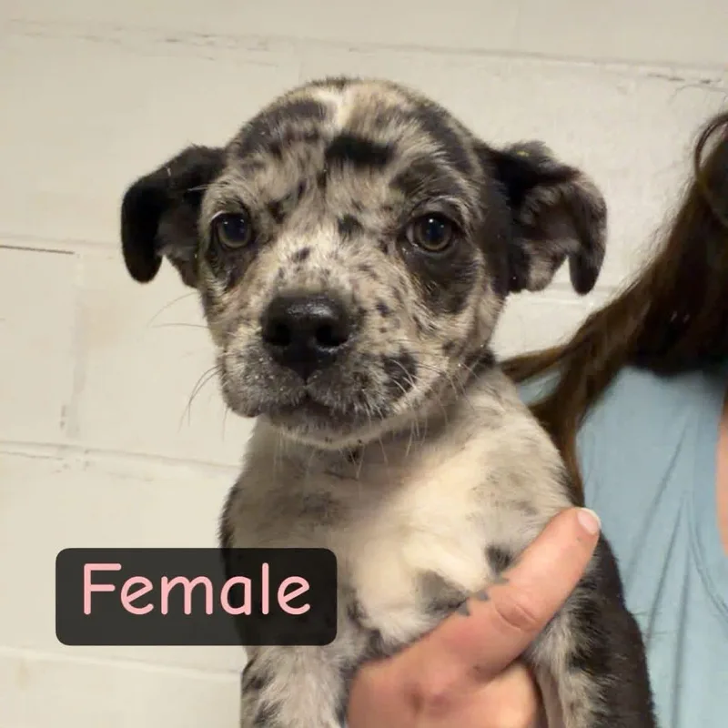 A baby medium-sized female Pug dog named Blueberry for adoption in South Saint Paul, MN