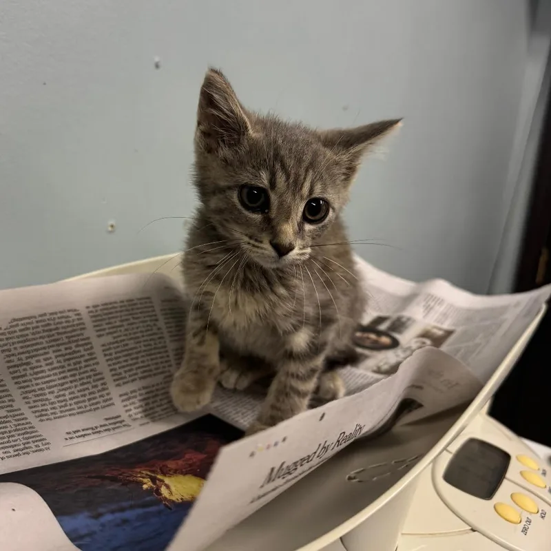 A baby small-sized male Gray / Blue / Silver Domestic Short Hair cat named Stack for adoption in Columbia, MO