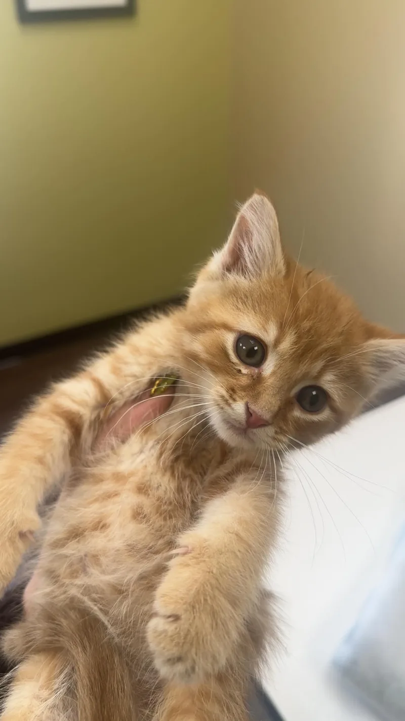 A baby small-sized male Tabby (Orange / Red) Domestic Short Hair cat named Citrine for adoption in Fishers, IN