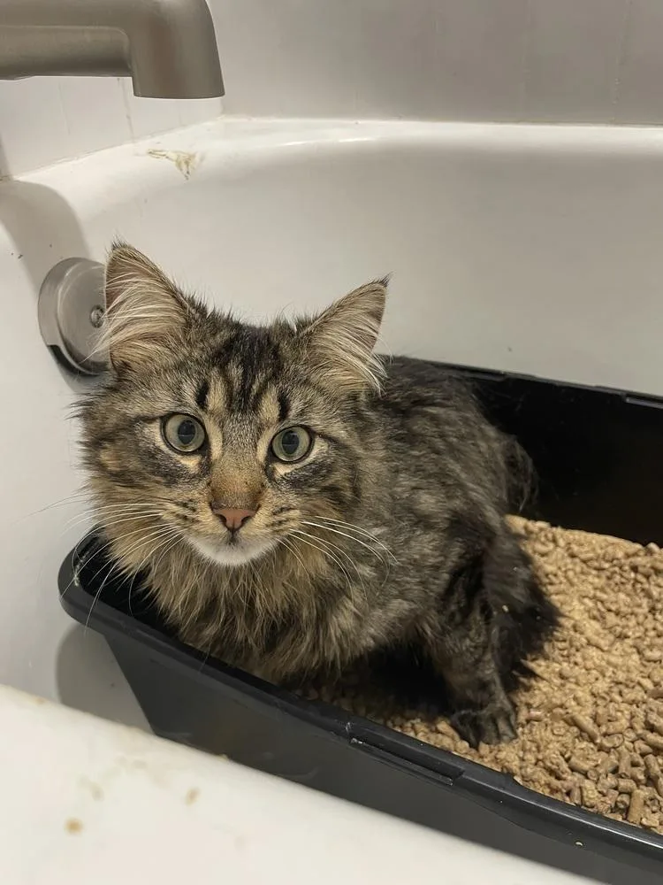An adult medium-sized male Brown / Chocolate Maine Coon cat named Jake for adoption in Chicago, IL