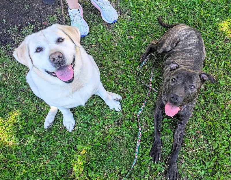 An adult medium-sized female Mixed Breed dog named Wendy for adoption in Ferndale, MI
