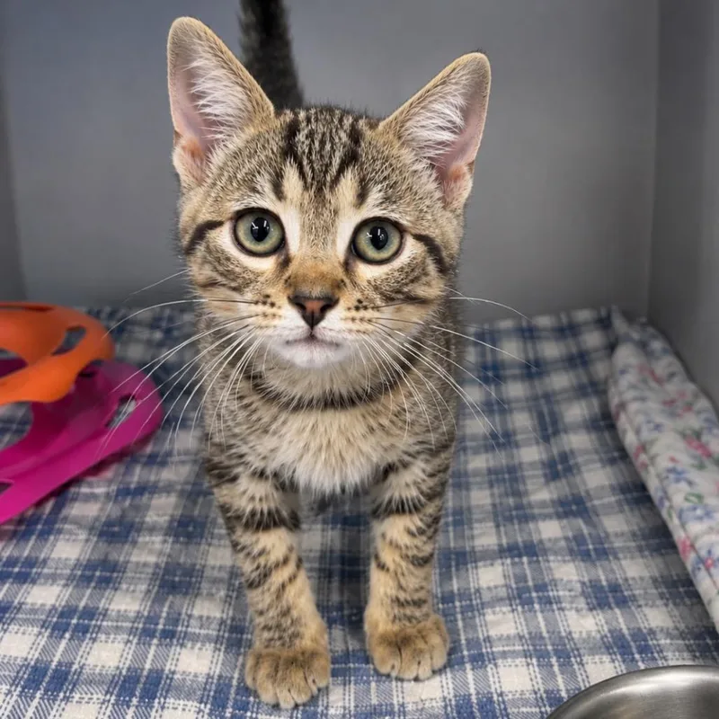 A baby small-sized male Brown / Chocolate Domestic Short Hair cat named Guava for adoption in Mount Vernon, IN