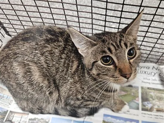 A young medium-sized female Domestic Short Hair cat named Rolly for adoption in Los Angeles, CA