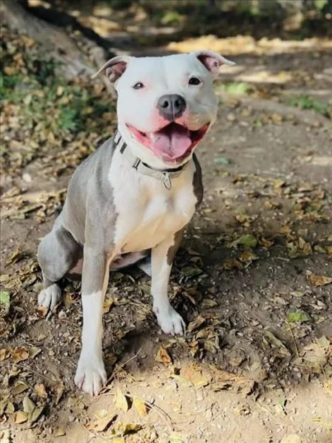 An adult medium-sized female Pit Bull Terrier dog named Angel for adoption in Santa Barbara, CA