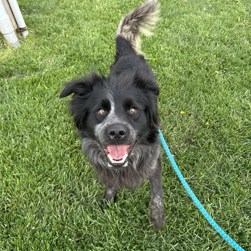 A young medium-sized male Black Australian Shepherd dog named Rooster for adoption in Indiana, PA