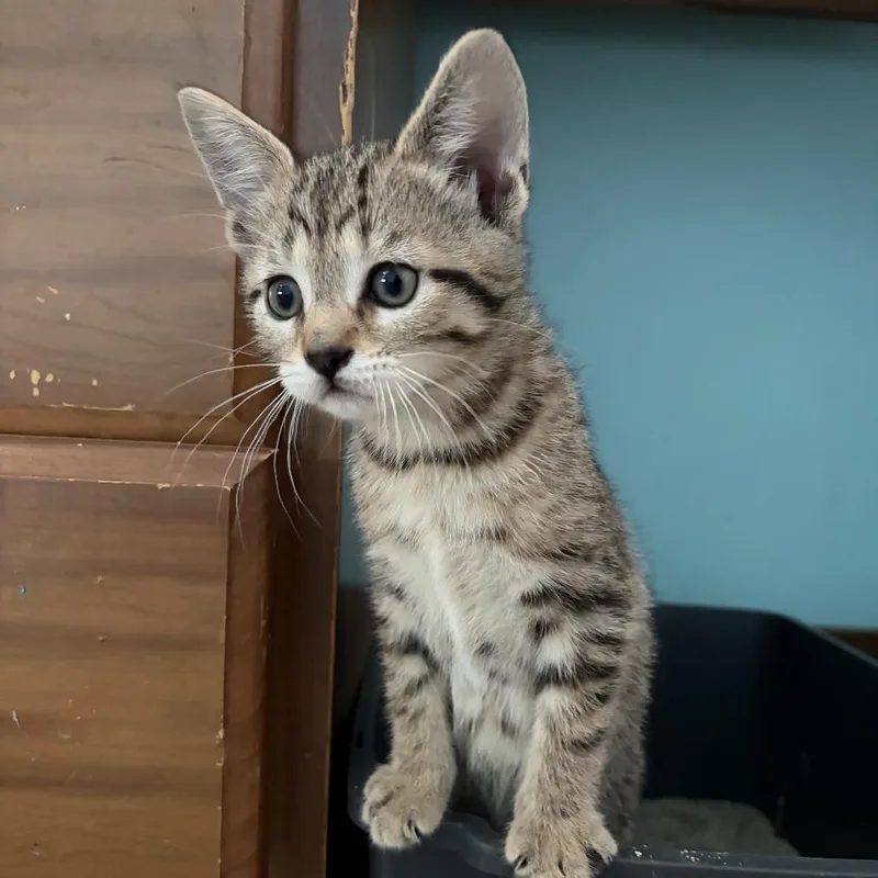 A baby small-sized female Brown / Chocolate Domestic Short Hair cat named Strudel for adoption in Monroe, MI