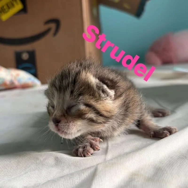 Strudel thumbnail 3