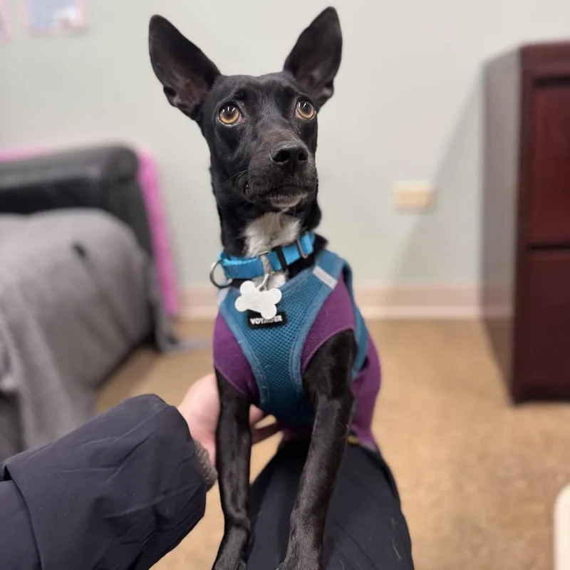An adult small-sized female Black Chihuahua dog named Charm for adoption in Skokie, IL