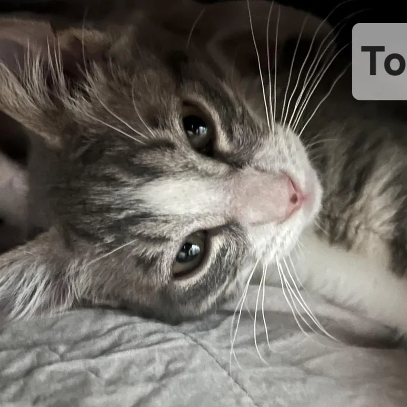 A baby small-sized female Gray / Blue / Silver Domestic Short Hair cat named Tofu for adoption in Westminster, CA
