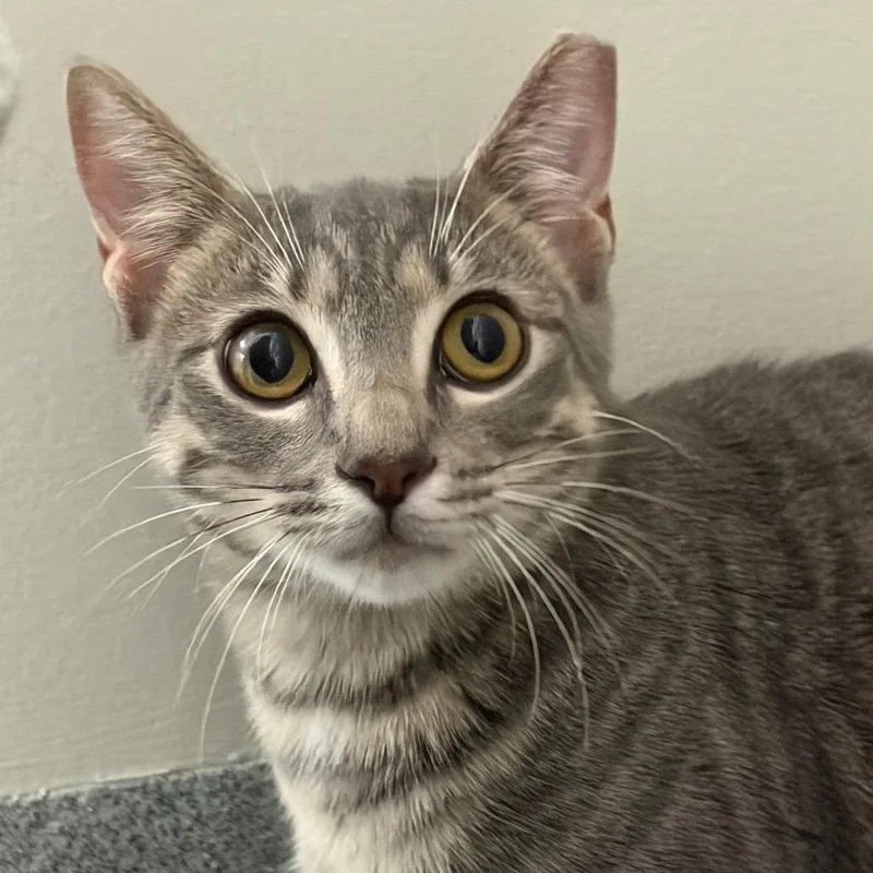 A young medium-sized female Domestic Short Hair cat named Minnow for adoption in Gainesville, FL