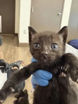 A baby small-sized male Domestic Short Hair cat named Stewie for adoption in Palm Coast, FL