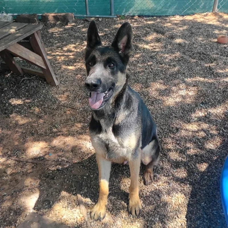 An adult large-sized male Black German Shepherd Dog dog named Stetson for adoption in Duncan, OK
