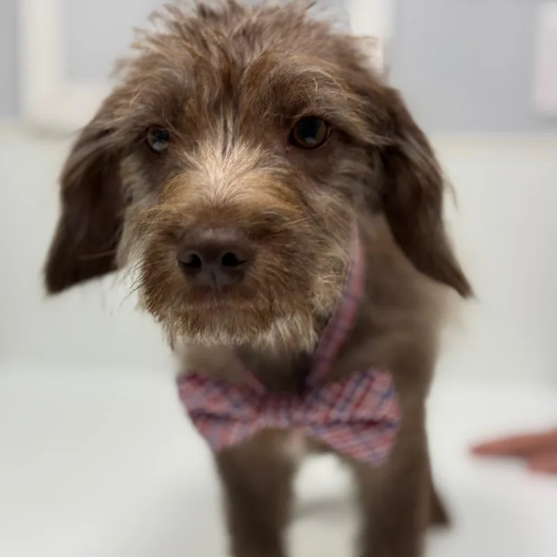 A baby small-sized male Brown / Chocolate Chihuahua dog named Brisket Bbq for adoption in Allen, TX