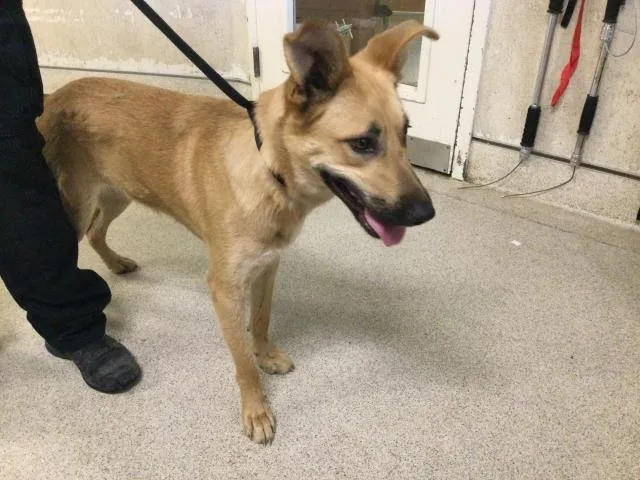 A young large-sized female German Shepherd Dog dog named Lilo for adoption in Riverside, CA
