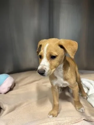 A baby small-sized male Terrier dog named Omi for adoption in Honolulu, HI