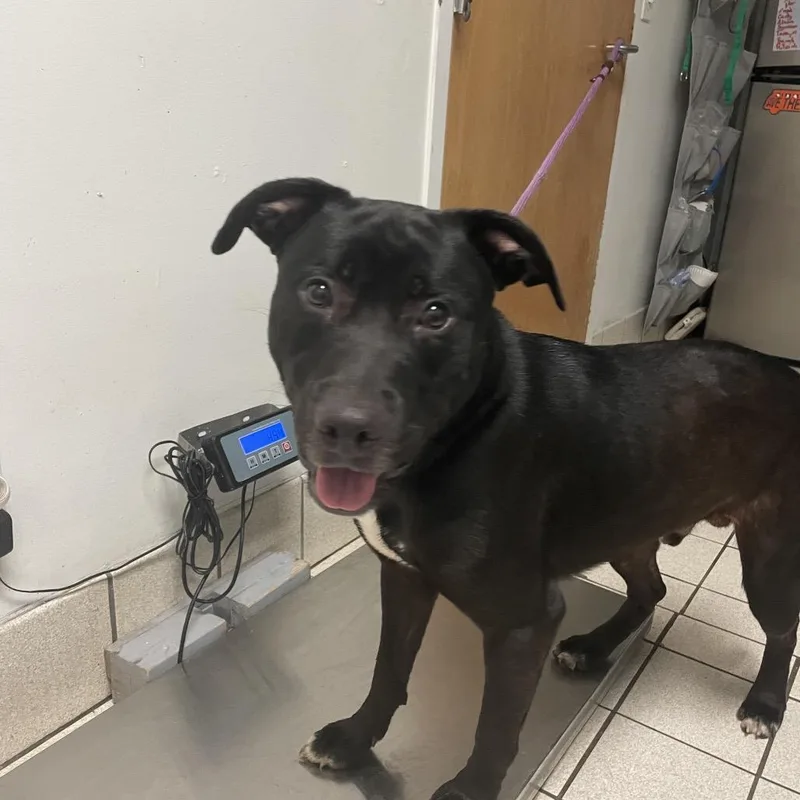 An adult large-sized male Black Mixed Breed dog named Boron for adoption in Charleston, WV