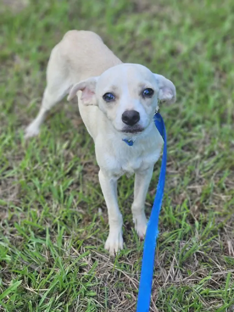 A young small-sized female Chihuahua dog named CreamPuff Chi LOCAL for adoption in Wakefield, RI