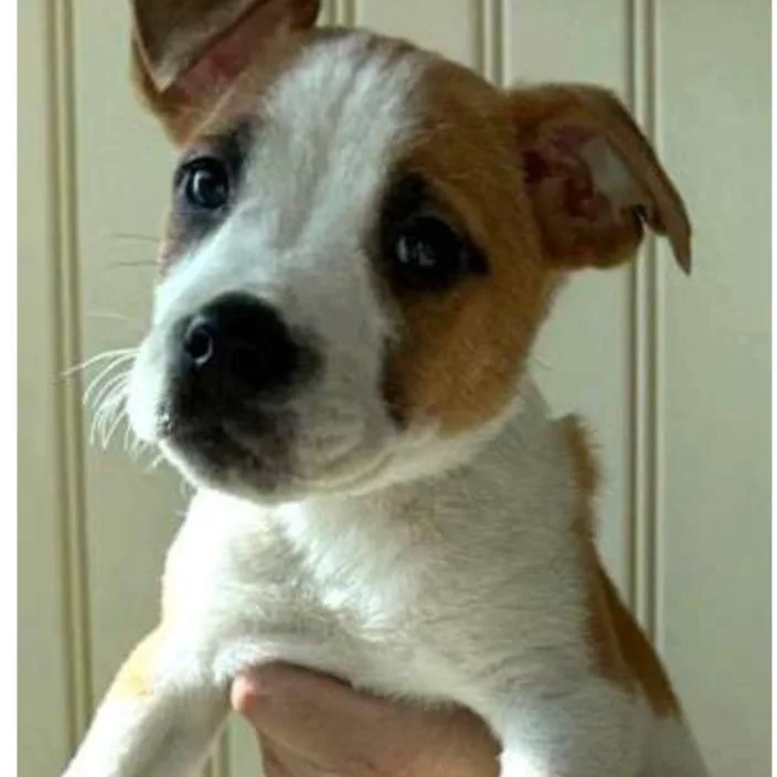 Harvey Wallbanger thumbnail 2