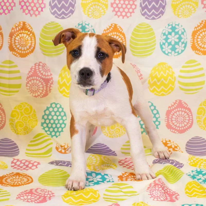 Harvey Wallbanger thumbnail 3