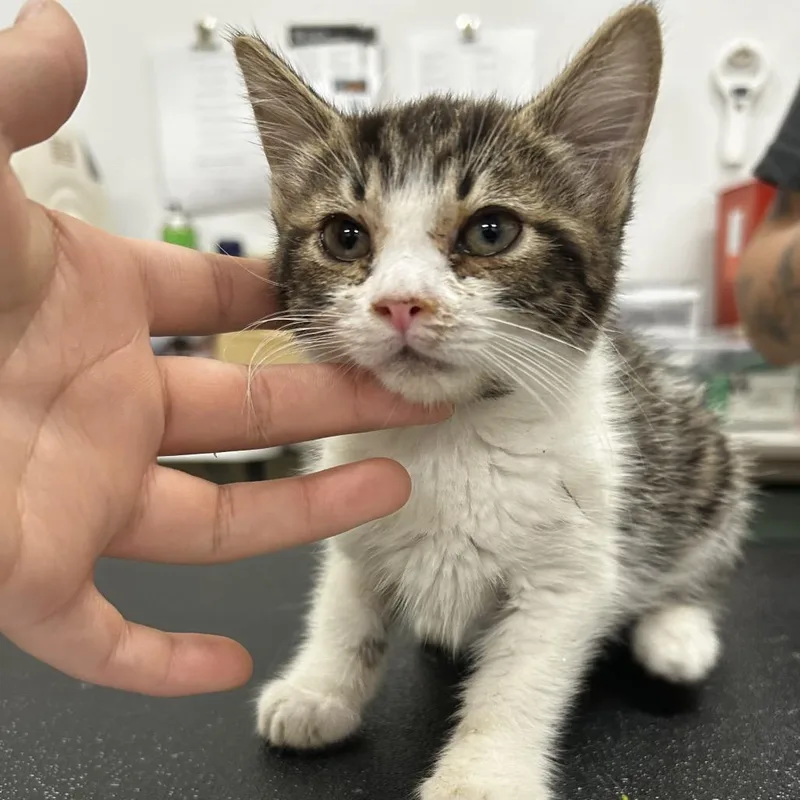 A baby small-sized female Brown / Chocolate Domestic Medium Hair cat named Gemma for adoption in Upland, CA