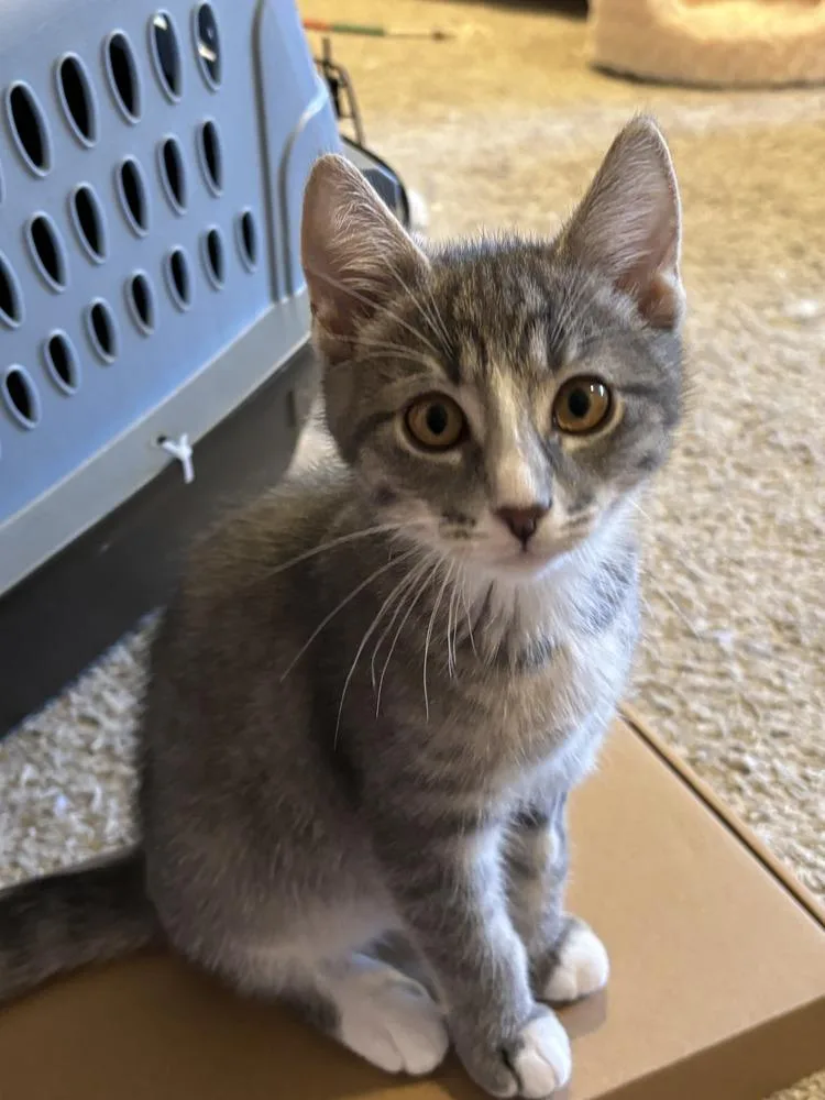A baby small-sized male Gray & White Domestic Short Hair cat named Figaro for adoption in Vancouver, WA