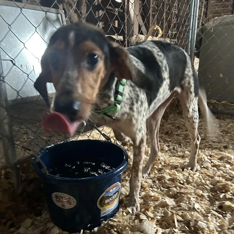Trixie thumbnail 2