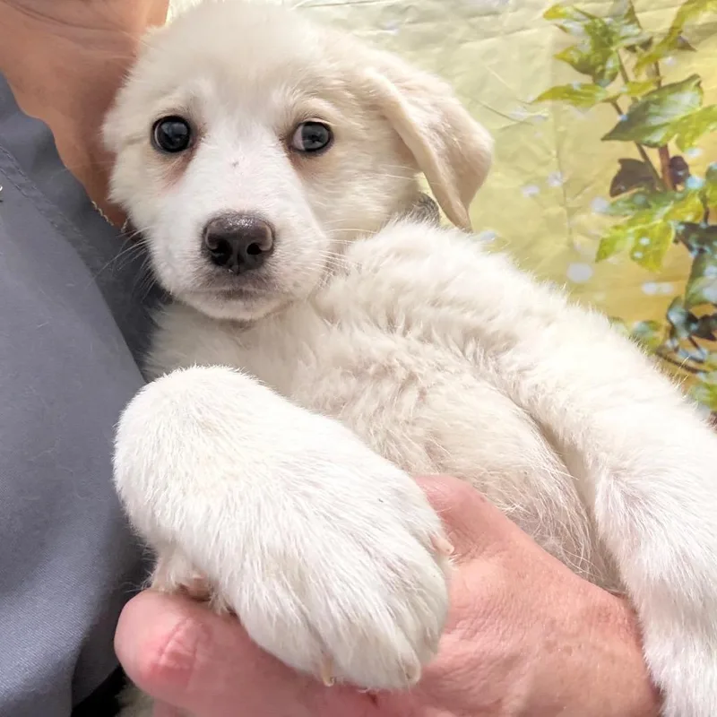 A baby large-sized female White / Cream Great Pyrenees dog named Shirley for adoption in Normal, IL
