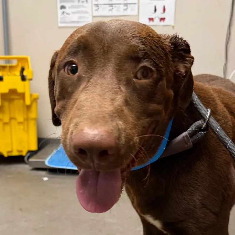 A young large-sized male Brown / Chocolate Labrador Retriever dog named Romeo for adoption in Yuma, AZ