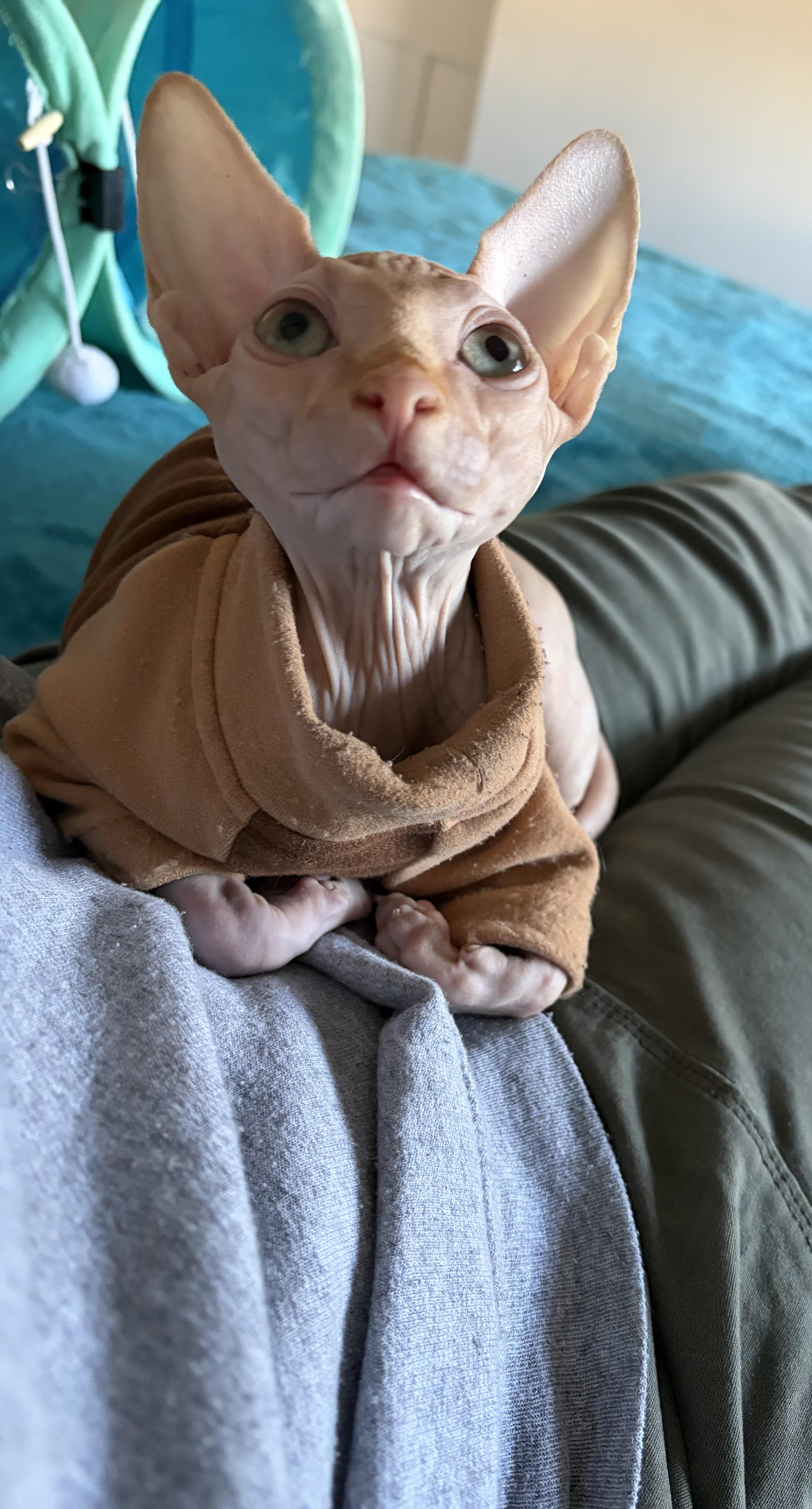 A baby medium-sized male Sphynx / Hairless Cat cat named Max for adoption in Ardsley, NY