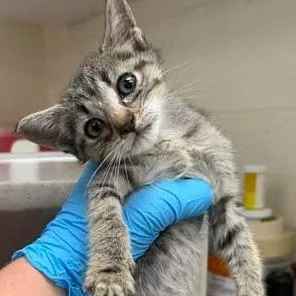 A baby small-sized female Gray / Blue / Silver Domestic Short Hair cat named Flo for adoption in Bastrop, TX