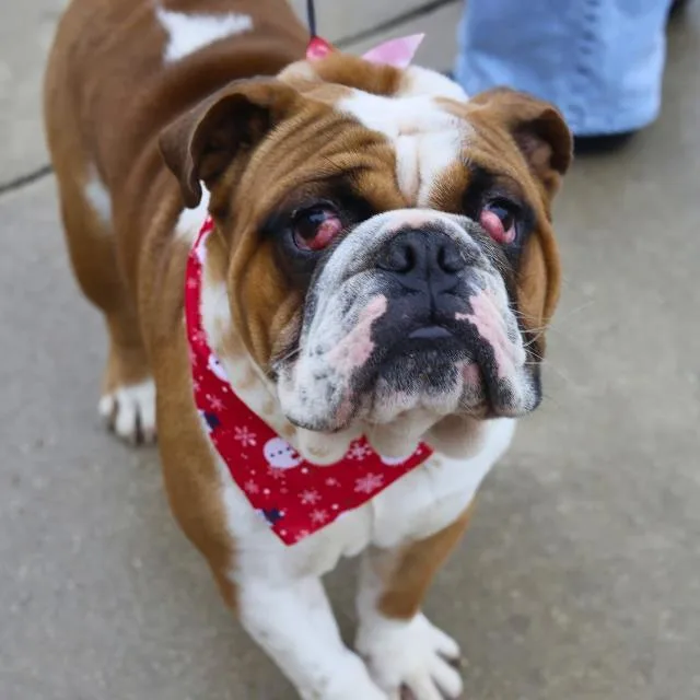 A young medium-sized male English Bulldog dog named Butch for adoption in San Antonio, TX